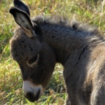 Магарешки късмет. Ферма край Русе спасява изчезващия вид животни