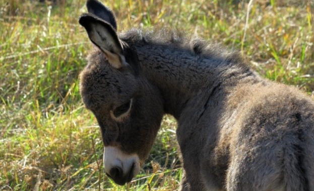 Магаретата у нас са на изчезване и почти не се