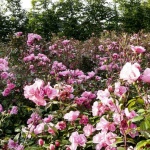 Роза дамасцена обявена за част от световното наследство от ЮНЕСКО