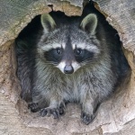 Енот препи с греяно вино в Германия