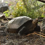 На Пукет след 20 години се върнаха редки кожести костенурки