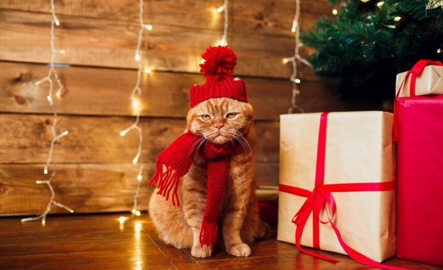 Въпреки пандемията от коронавирус и факта че голяма част от