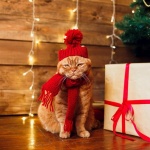 Обличането на котките със смешни костюми и шапки по празниците е вредно