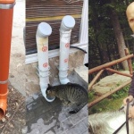 Млад пловдивчанин създаде автоматична хранилка за бездомни животни