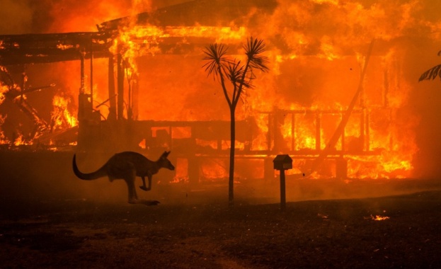 Пожарите в Австралия убиха милиард животни 