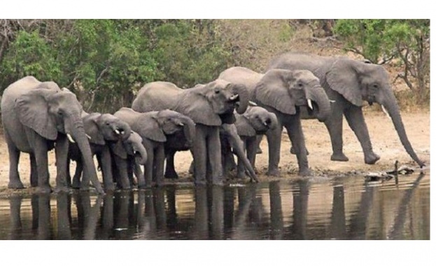 Властите в Шри Ланка ще направят преброяване на слоновете през 2023 година
