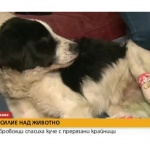 Доброволци спасиха куче с отрязани крайници 