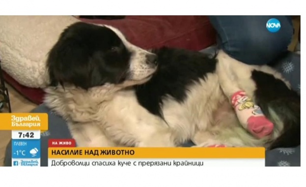 Доброволци спасиха куче с отрязани крайници 