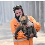 Петиция: Коалите от Австралия да бъдат заселени в Нова Зеландия