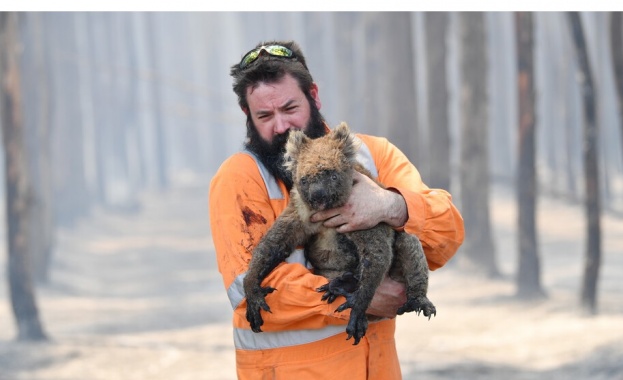 Петиция: Коалите от Австралия да бъдат заселени в Нова Зеландия