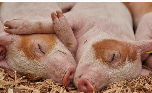 Българската агенция по безопасност на храните БАБХ е открила огнище