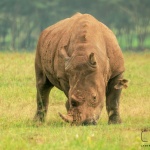 Пандемията от коронавирус заплашва и носорозите