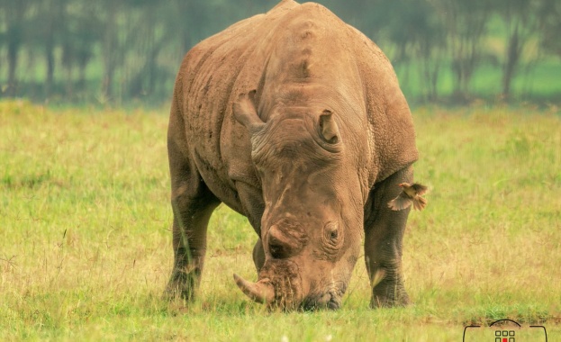 Учени създадоха ембрион на почти изчезналия вид северен бял носорог