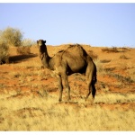  Ако си направил добро 
