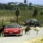 Емута-хулигани беснеят в австралийско градче