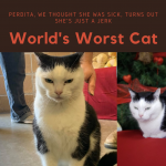 Най-лошата котка на света си търси дом (СНИМКА) 