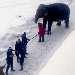 Слонове избягаха от цирк в Русия, за да си поиграят в снега