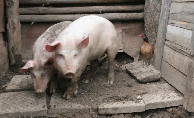 Безплатна регистрация на свинете в задния двор