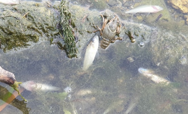 Откриха мъртва риба и в река Чая
