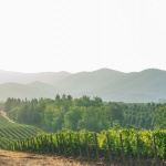 Чудо или гаф: Вино потече от чешмите в италианско градче