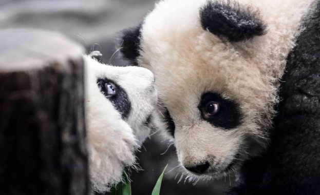 Запознайте се с най-новите обитатели на Берлинския зоопарк – две панди близначета