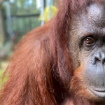 Маймуна алкохолик осъдена доживот за пиянски прояви