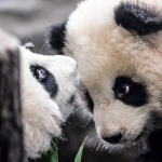 Запознайте се с най-новите обитатели на Берлинския зоопарк – две панди близначета