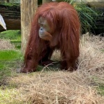 Бивши филмови звезди маймуни доживяват старините си в приют във Флорида 