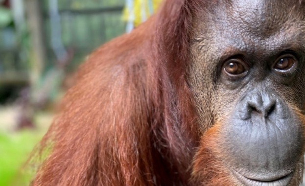 Няколко маймуни в индийския щат Утар Прадеш нападнали лаборант докато носел