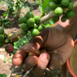 200 евро за килограм кафе със слюнка от прилеп