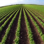 Фермери искат идеята за агрохранителна верига да влезе в закон