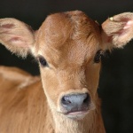 Теленце се мисли за куче