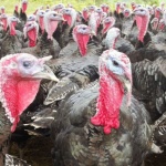 За един келеш и няколко мисирки повече