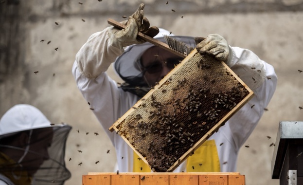 Създава се Съвет по пчеларство като консултативен орган към министъра