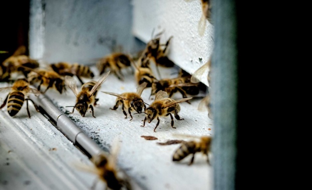 70% от пчелите в Тервелско - натровени със забранени препарати