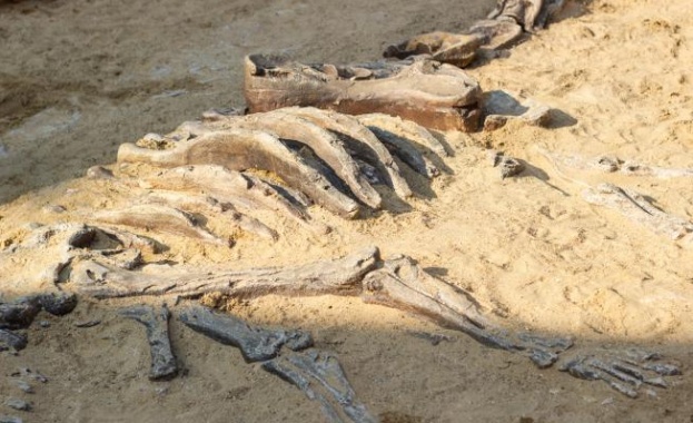 Откриха смъртоносна човешка болест в динозавър на 66 млн. години