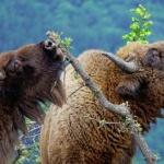 Зубрите се завърнаха в Източните Родопи 