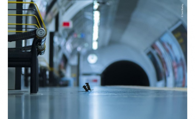 Две мишки се бият в метрото: Снимка-победител на годината