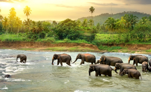 1/3 от всички животни и растения могат да изчезнат до 50 години