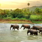 1/3 от всички животни и растения могат да изчезнат до 50 години