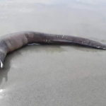 Океанът изхвърли загадъчно морско създание на брега