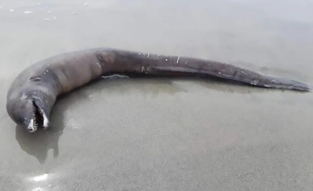 Океанът изхвърли загадъчно морско създание на брега