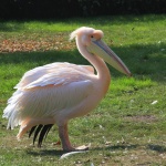 Започна разможителният период на пеликаните в резервата „Сребърна“ 