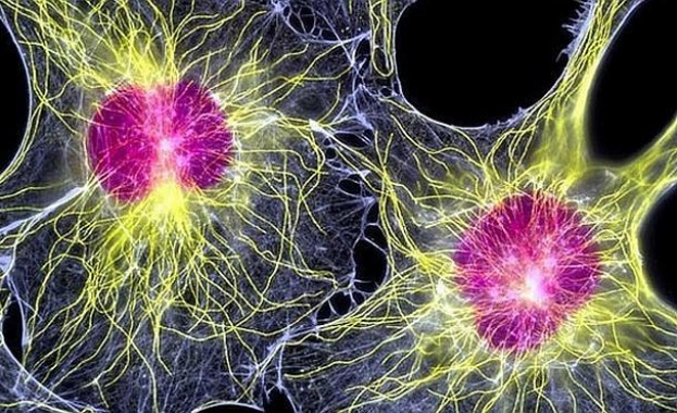 Българският регистър за донори на костен мозък и стволови клетки