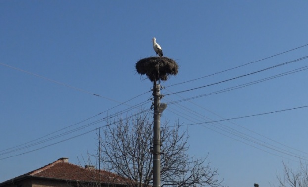 Първият щъркел кацна в Пловдивско преди Баба Марта. Предвещаващата пролетта