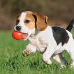 Кучета минират София! Немарливи собственици или липса на контрол?