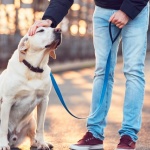 По време на карантина: Полезни съвети за стопаните на кучета 