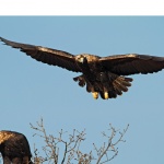 По-добре да живееш един ден с орлите