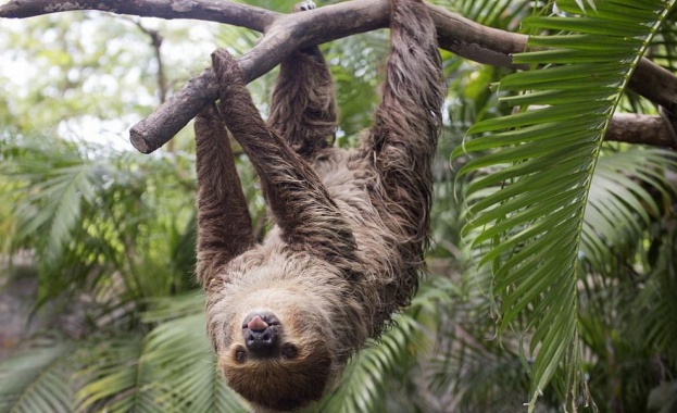 Палеонтолози откриха в Еквадор гигантски ленивец живял преди повече от