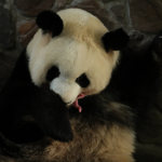 Панда роди през пролетта